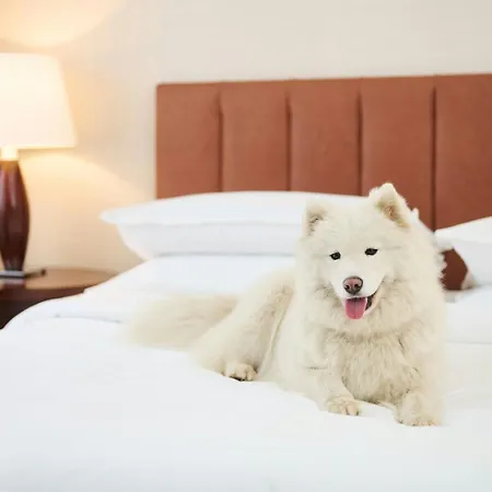 Sheraton Отель